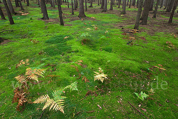 Adlerfarn (Pteridium aquilinum)