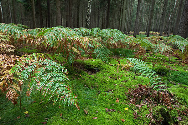 Adlerfarn (Pteridium aquilinum)