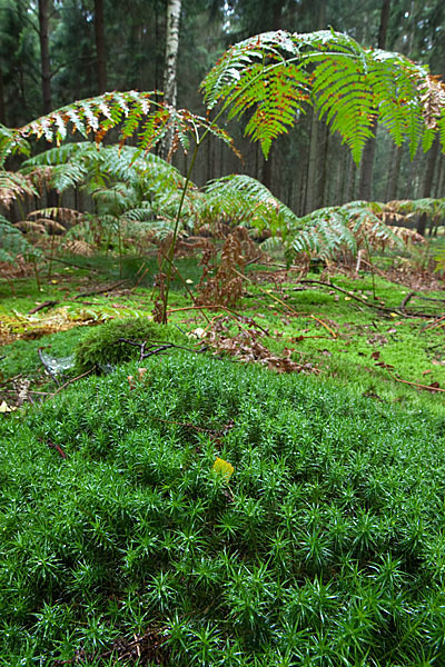 Adlerfarn (Pteridium aquilinum)