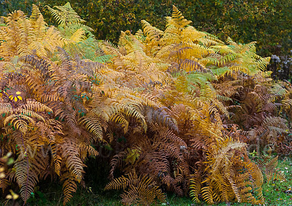 Adlerfarn (Pteridium aquilinum)