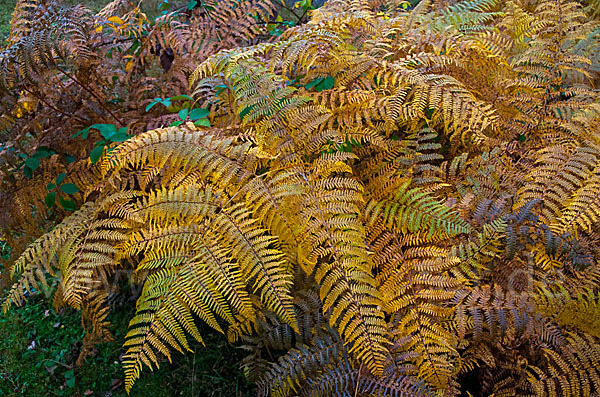 Adlerfarn (Pteridium aquilinum)