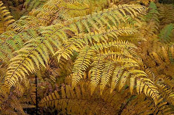 Adlerfarn (Pteridium aquilinum)