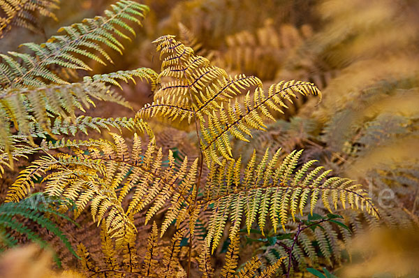 Adlerfarn (Pteridium aquilinum)