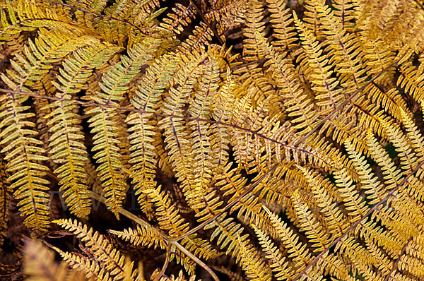 Adlerfarn (Pteridium aquilinum)