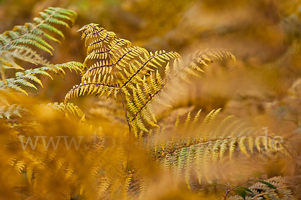 Adlerfarn (Pteridium aquilinum)