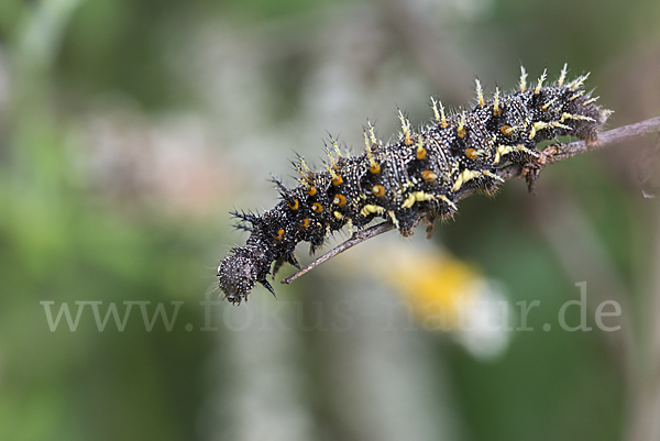 Admiral (Vanessa atalanta)