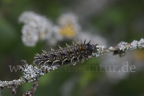 Admiral (Vanessa atalanta)