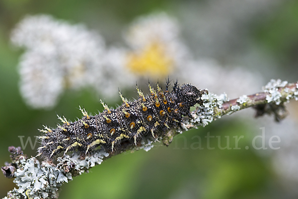 Admiral (Vanessa atalanta)