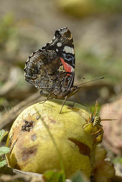 Admiral (Vanessa atalanta)