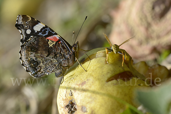 Admiral (Vanessa atalanta)