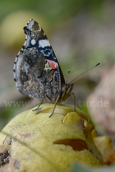 Admiral (Vanessa atalanta)