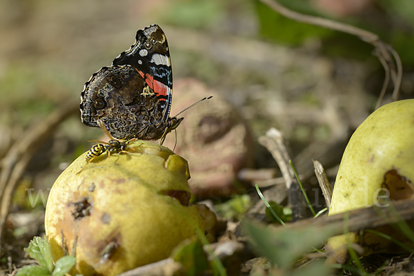 Admiral (Vanessa atalanta)