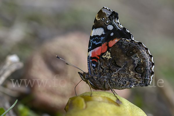 Admiral (Vanessa atalanta)