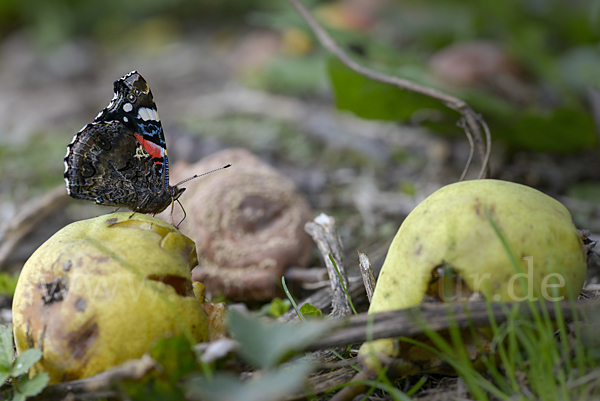 Admiral (Vanessa atalanta)