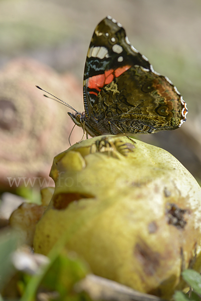 Admiral (Vanessa atalanta)