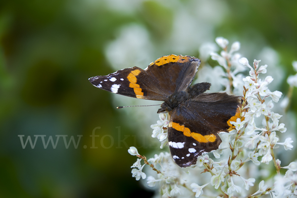 Admiral (Vanessa atalanta)