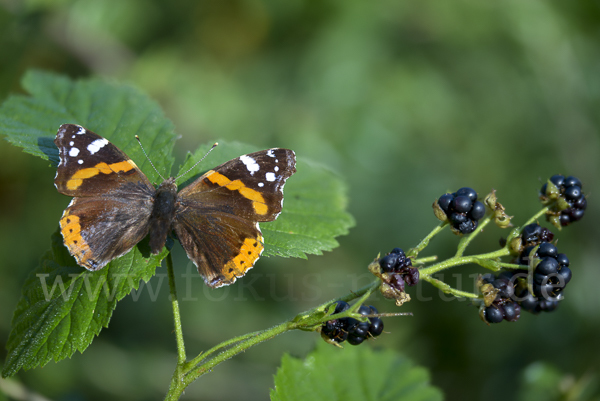 Admiral (Vanessa atalanta)