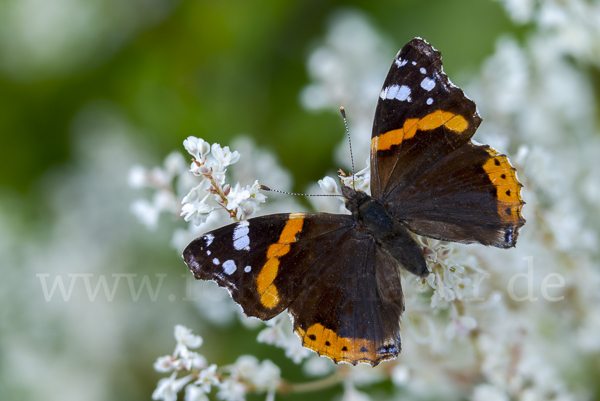 Admiral (Vanessa atalanta)