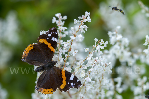 Admiral (Vanessa atalanta)