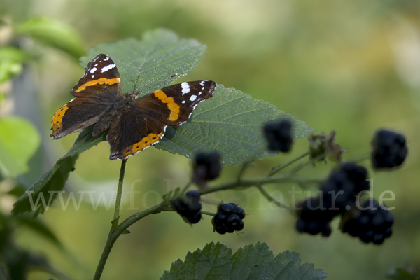 Admiral (Vanessa atalanta)