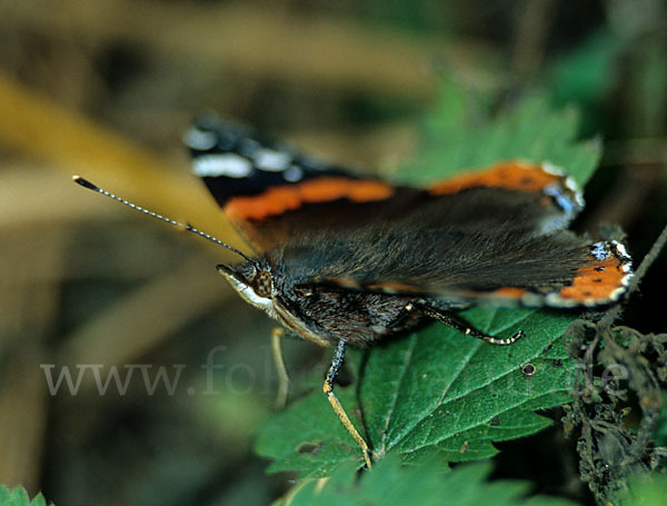 Admiral (Vanessa atalanta)