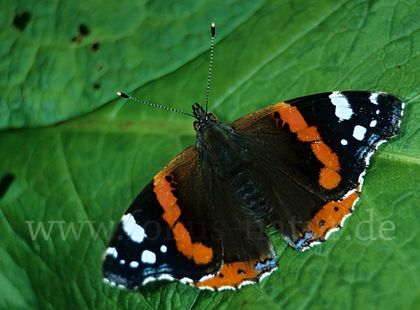 Admiral (Vanessa atalanta)