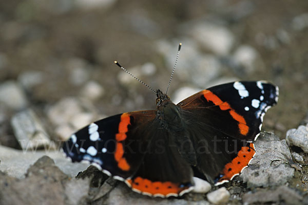 Admiral (Vanessa atalanta)