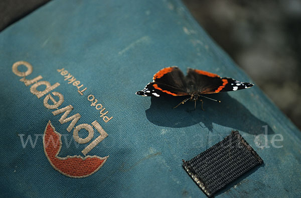 Admiral (Vanessa atalanta)