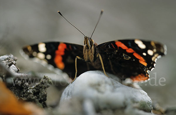 Admiral (Vanessa atalanta)