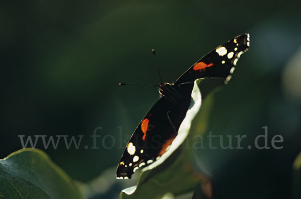 Admiral (Vanessa atalanta)