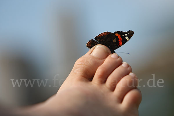 Admiral (Vanessa atalanta)