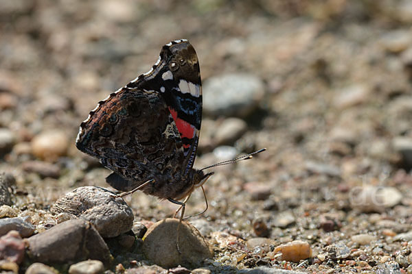 Admiral (Vanessa atalanta)