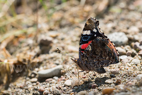 Admiral (Vanessa atalanta)