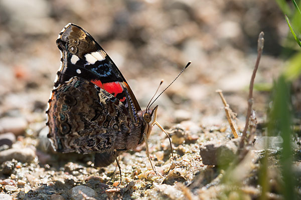 Admiral (Vanessa atalanta)