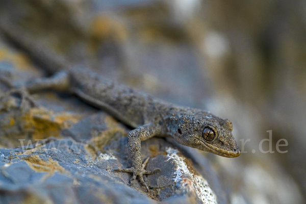 Aegaeischer Nacktfingergecko (Cyrtodactylus kotschyi)