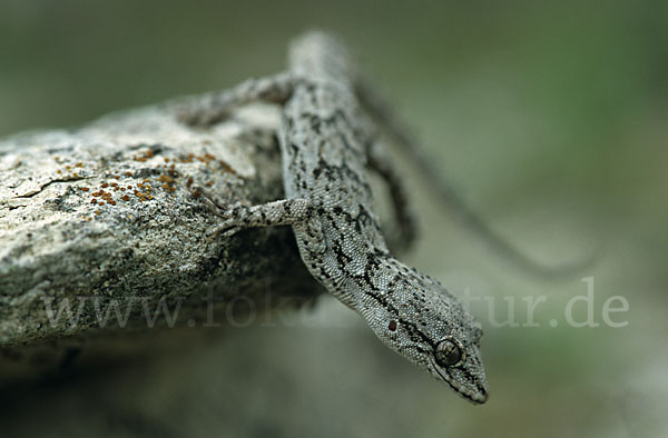 Aegaeischer Nacktfingergecko (Cyrtodactylus kotschyi)
