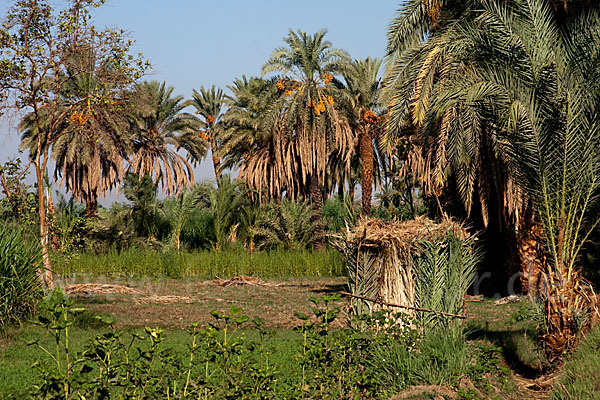 Aegypten (Egypt)