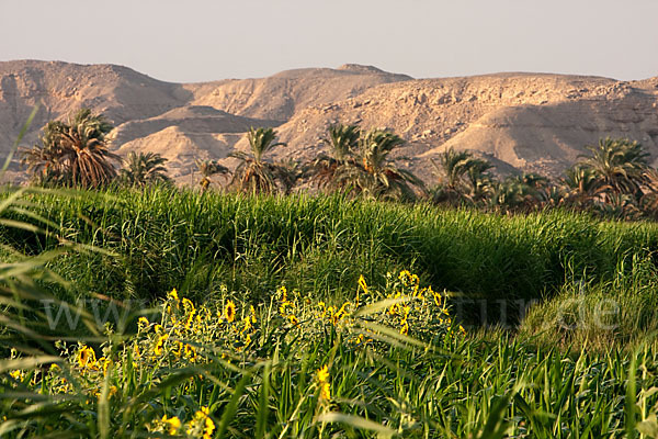 Aegypten (Egypt)