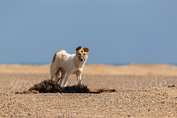 Aegypten (Egypt)