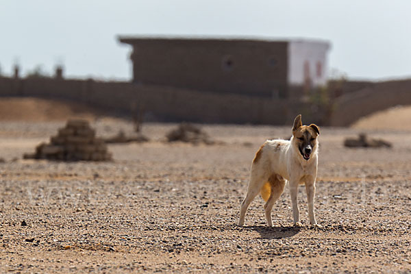 Aegypten (Egypt)