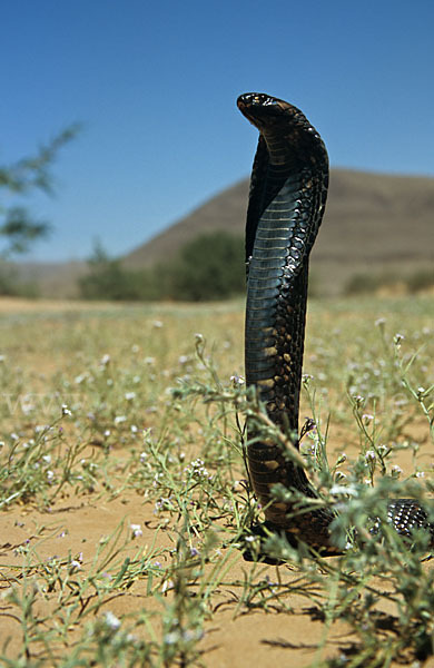 Aegyptische Kobra (Naja haje legionis)