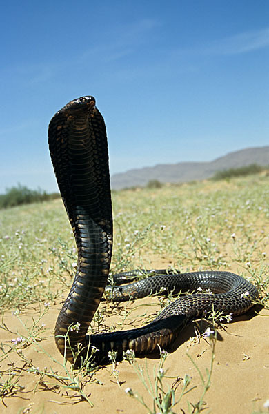 Aegyptische Kobra (Naja haje legionis)