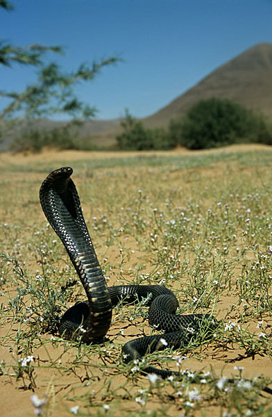 Aegyptische Kobra (Naja haje legionis)