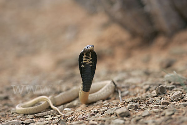 Aegyptische Kobra (Naja haje legionis)