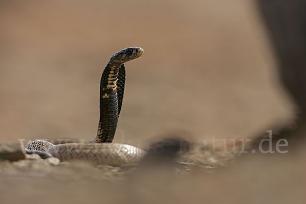 Aegyptische Kobra (Naja haje legionis)