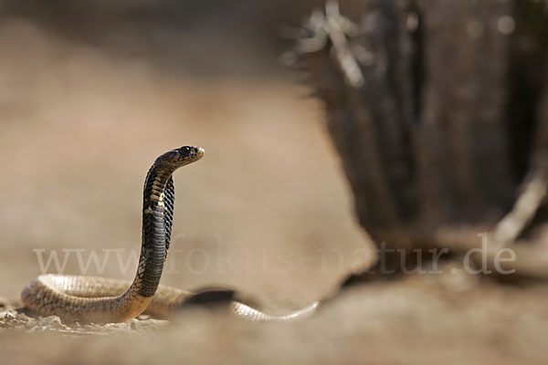 Aegyptische Kobra (Naja haje legionis)