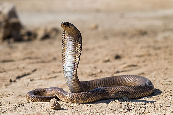 Aegyptische Kobra (Naja haje legionis)