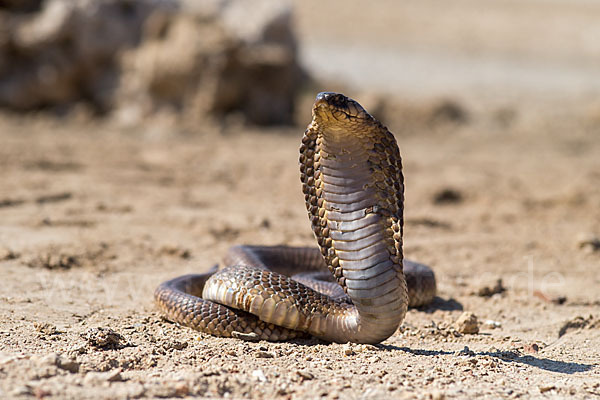 Aegyptische Kobra (Naja haje legionis)