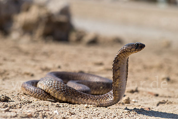 Aegyptische Kobra (Naja haje legionis)