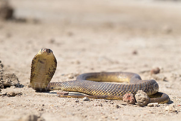 Aegyptische Kobra (Naja haje legionis)